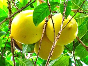 Abiu Tree SuperFruits Farm Senai