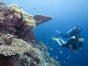 Chebeh Island Dive Site