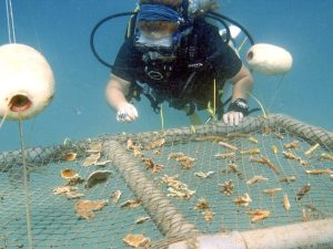 Coral Reef Restoration Program With Juara Scuba Academy Tioman