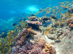 Diverse Marine Species In Tioman Island