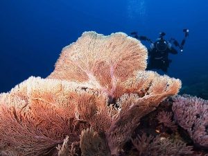 Fan Canyon Dive Site