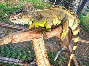 Iguana SuperFruits Farm Senai