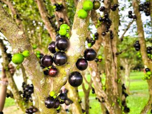 Jaboticaba Tree SuperFruits Farm Senai