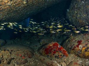 Labas Island Dive Site