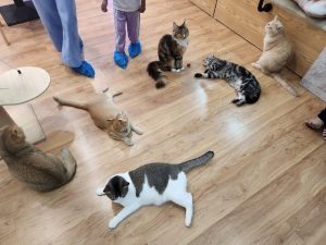 Multiple Cat Breeds In Chucky Cat Café