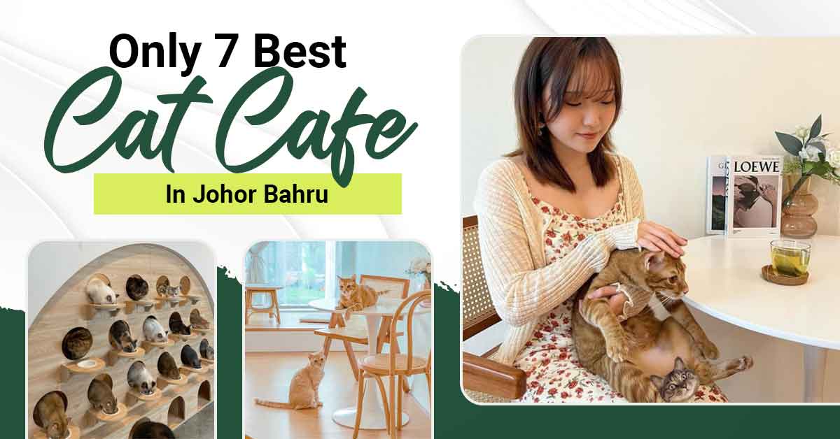 Enjoy a relaxing afternoon at the best cat cafes in JB perfect for cat lovers!