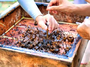 Stingless Bee SuperFruits Farm Senai