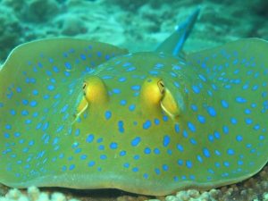 Technicolour Aquatic Life In Soyak Island Dive Site