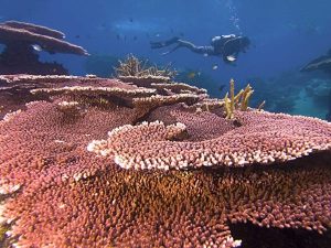 Tiger Reef Dive Site