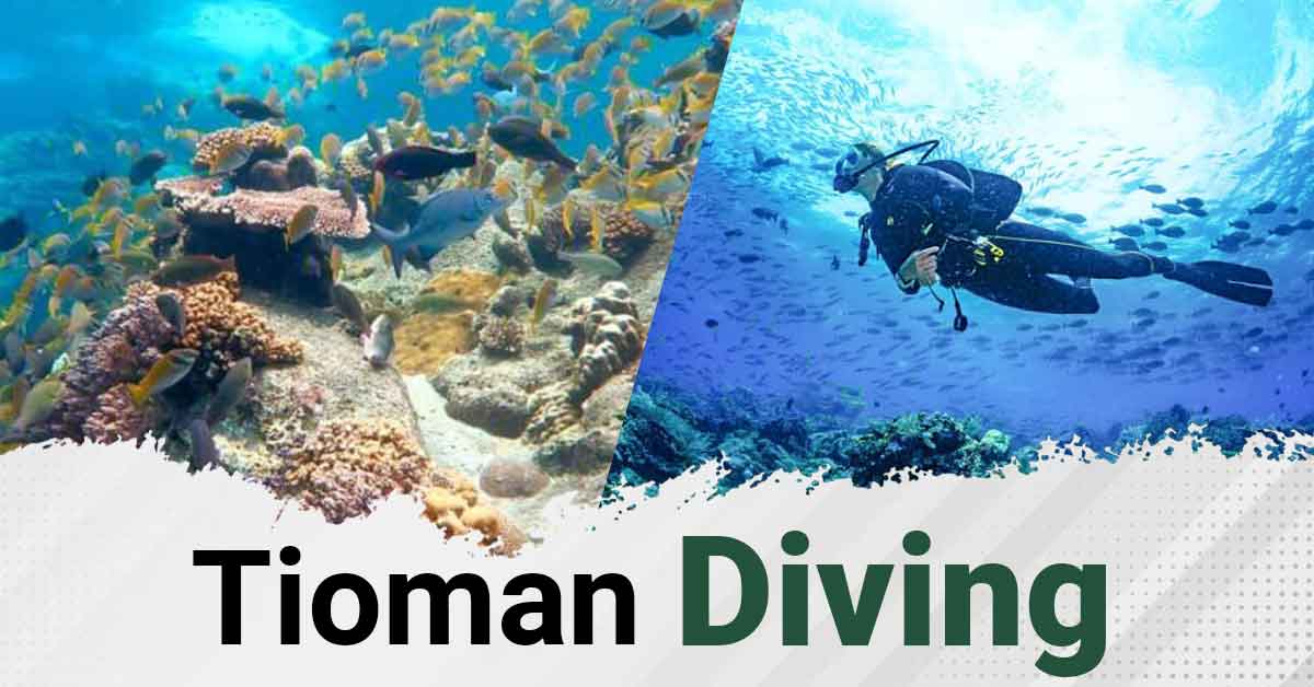 Your ultimate guide to diving in Tioman Island!