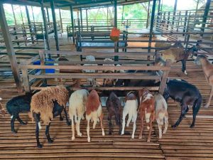 UK Agro Farm Resort Goat & Sheep Rearing