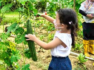 Vegetable Picking At SuperFruits Farm Senai